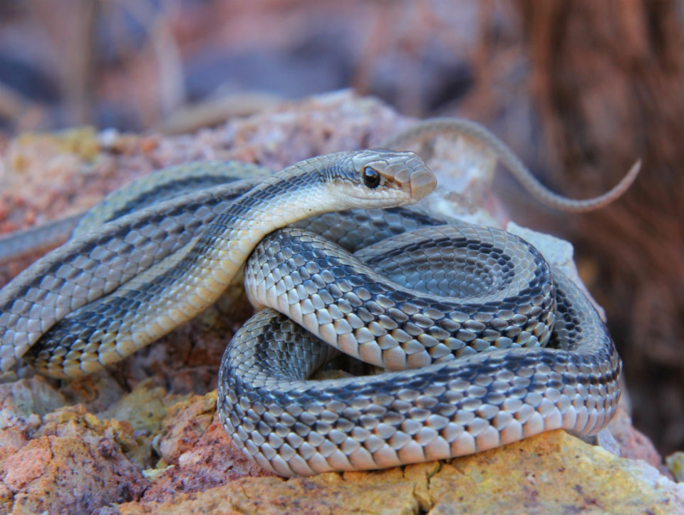 Patchnose Snake